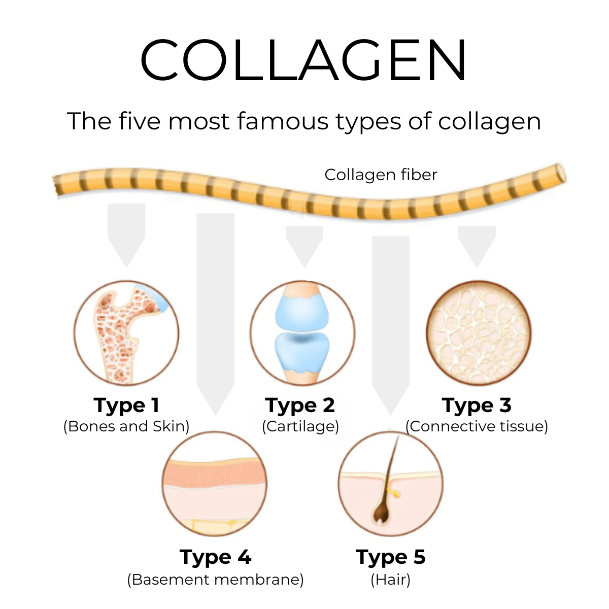 2 Collagen Powder Blend + 1 ΔΩΡΟ για Δέρμα, Μαλλιά, Νύχια & Κινητικότητα Αρθρώσεων